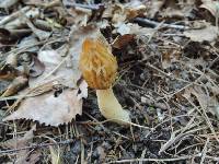 Morchella punctipes image