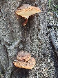 Fomitopsis schrenkii image