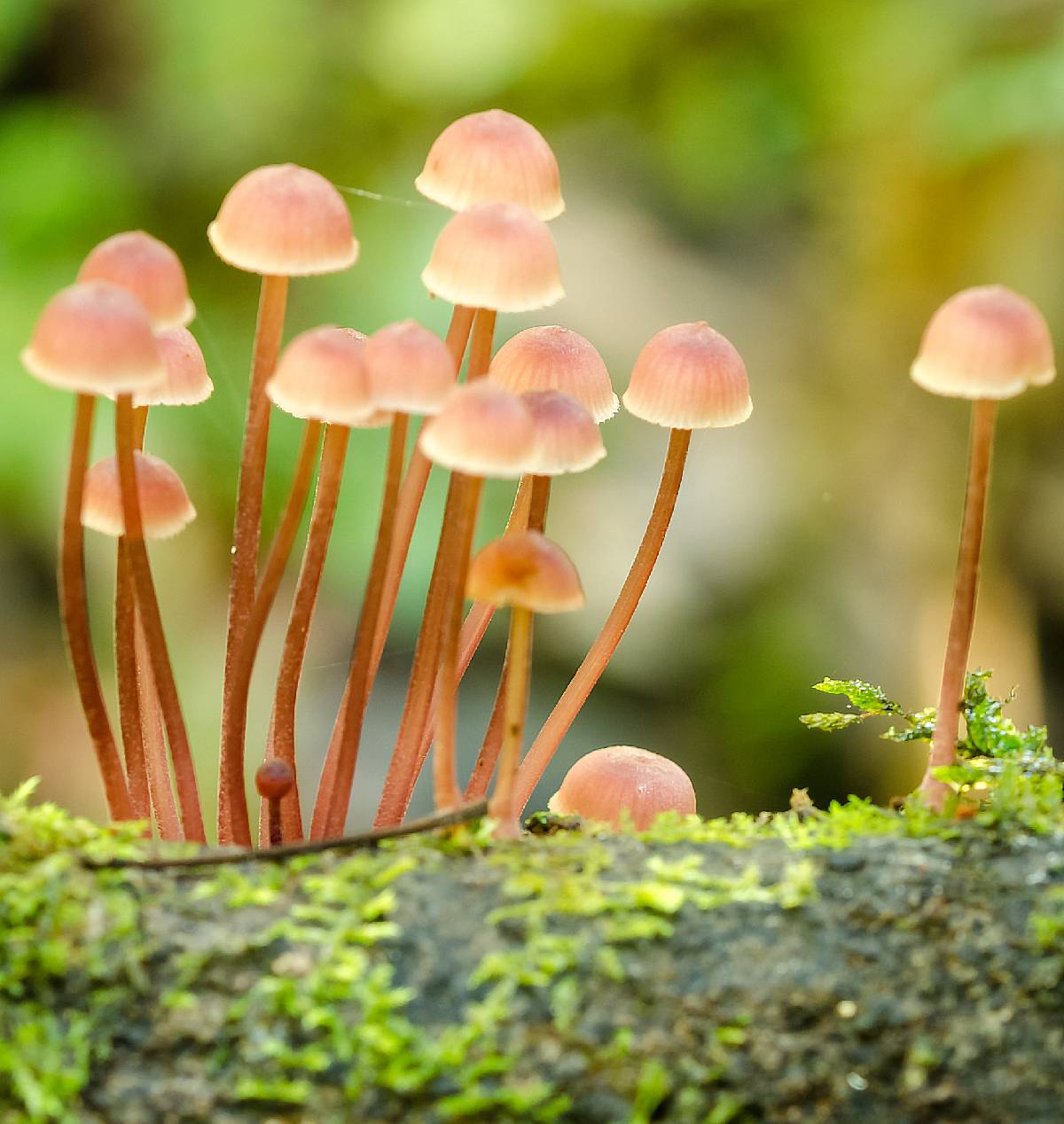 Mycena kuurkacea image