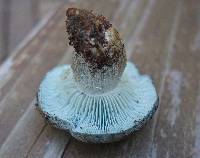 Hygrophorus caeruleus image