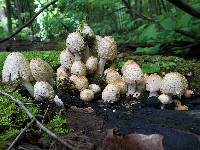 Coprinopsis variegata image