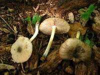 Pluteus americanus image