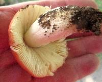 Russula pulchra image