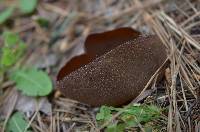 Peziza phyllogena image