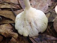 Clitocybe gibba image