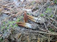 Helvella silvicola image