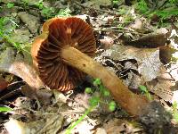 Cortinarius distans image