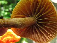 Cortinarius distans image