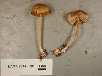 Entoloma formosum image