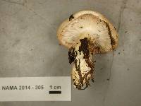 Hygrophorus pudorinus image