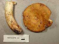 Russula fragrantissima image