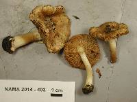 Inocybe xanthomelas image