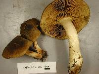 Cortinarius clandestinus image