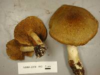 Cortinarius clandestinus image