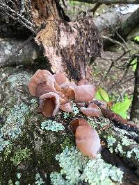 Auricularia americana image