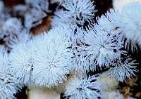 Ceratiomyxa fruticulosa var. fruticulosa image