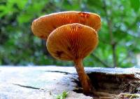 Gymnopilus austropicreus image