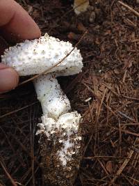 Amanita magniverrucata image