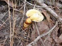 Ganoderma ravenelii image