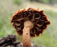 Heliocybe sulcata image