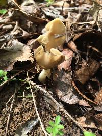 Helvella elastica image