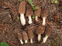 Morchella brunnea image