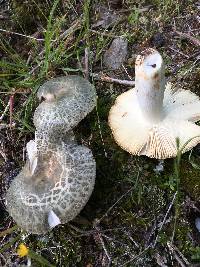 Russula crustosa image