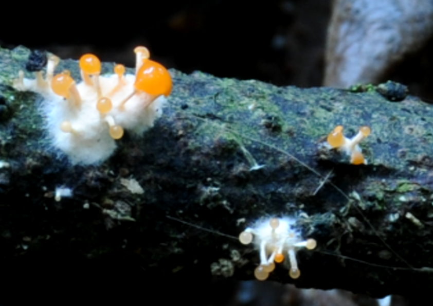 Stilbella aleuriata image