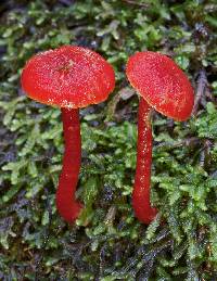 Hygrocybe firma image