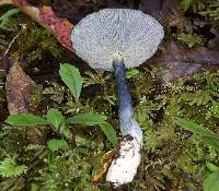 Entoloma haastii image