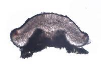 Bacidia laurocerasi image