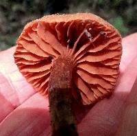 Cortinarius distans image