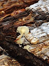 Cudoniella clavus image