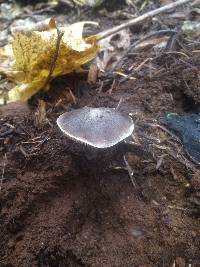 Tricholoma terreum image