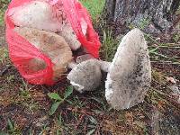 Amanita sinensis image