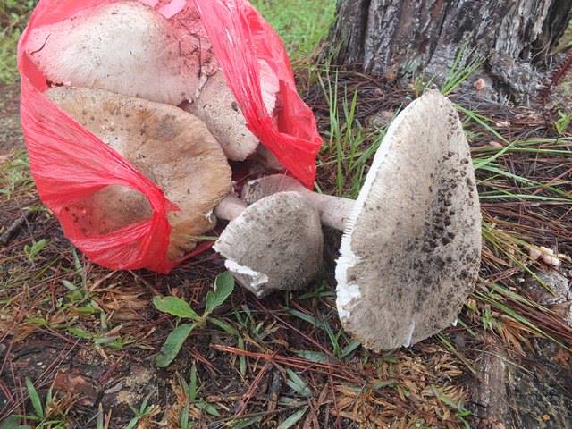 Amanita sinensis image
