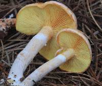 Gymnopilus allantopus image