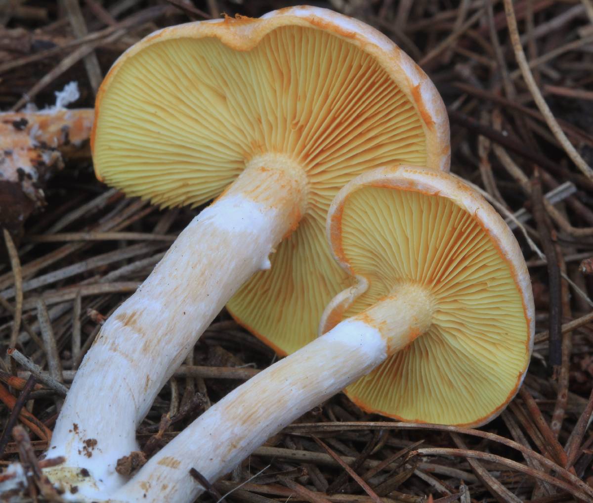 Gymnopilus allantopus image
