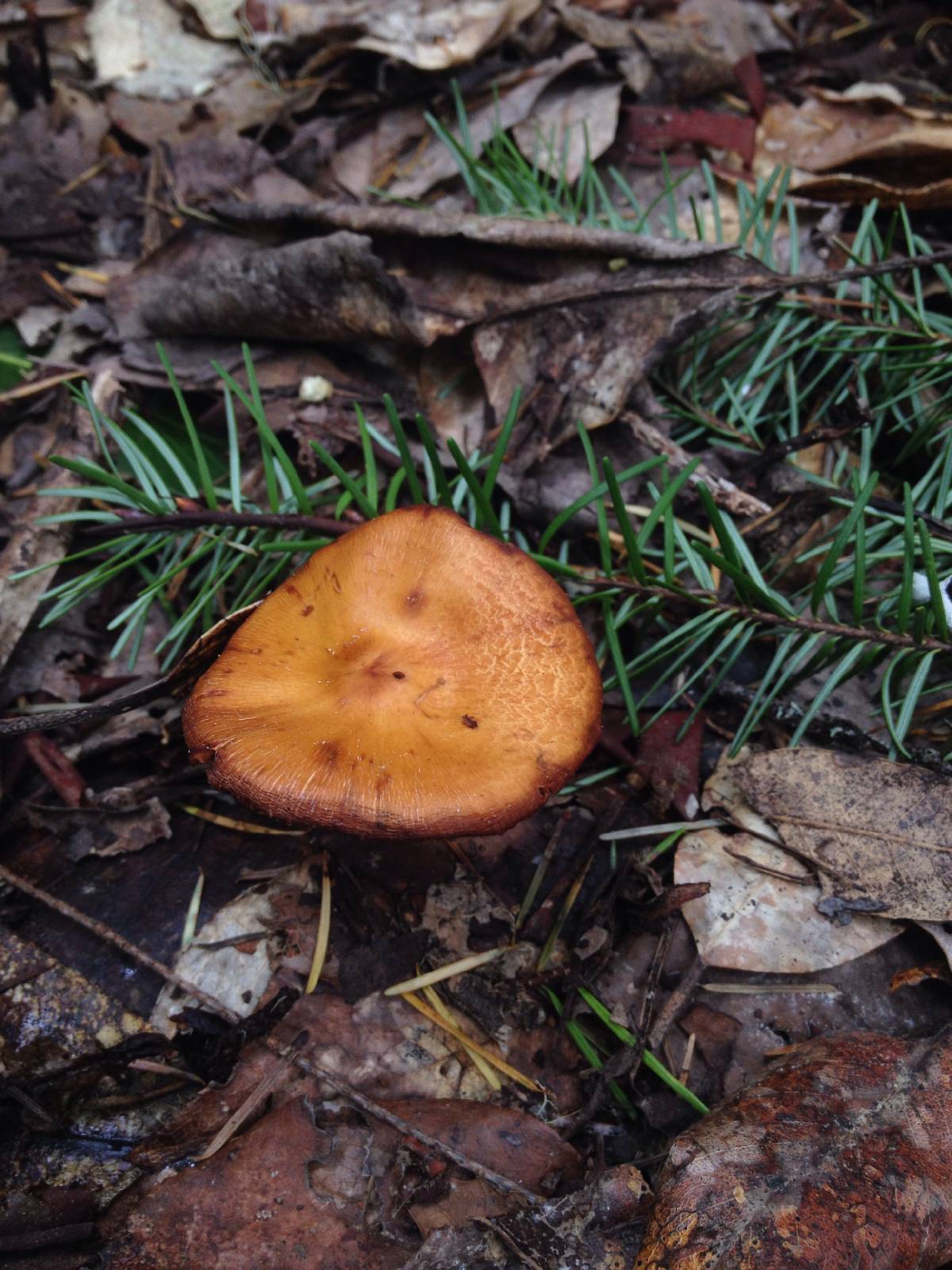 Phaeocollybia pleurocystidiata image