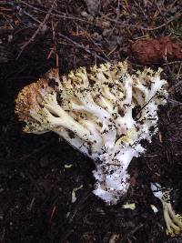 Ramaria rasilispora image