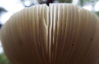 Amanita sect. Vaginatae image