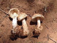 Amanita peckiana image