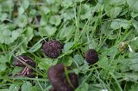 Inocybe tahquamenonensis image