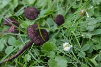 Inocybe tahquamenonensis image