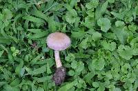 Cortinarius lilacinus image