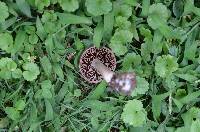 Cortinarius lilacinus image