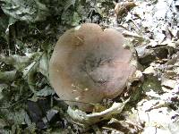 Lactarius corrugis image