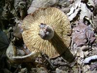 Lactarius corrugis image