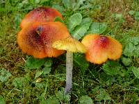 Hygrocybe conica var. conica image