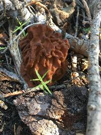 Gyromitra montana image